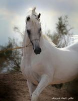 باشگاه اسب سفید در یزد