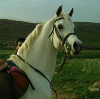 باشگاه اسب سفید در یزد