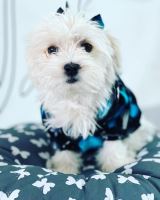 کلینیک تخصصی دامپزشکی دی