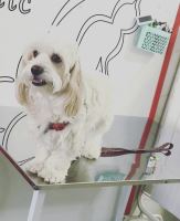 کلینیک تخصصی دامپزشکی دی