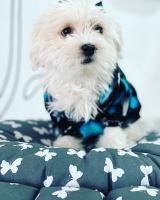 کلینیک تخصصی دامپزشکی دی