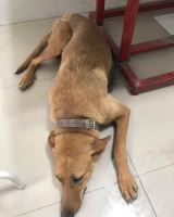 کلینیک تخصصی دامپزشکی دی