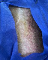 کلینیک تخصصی دامپزشکی دی