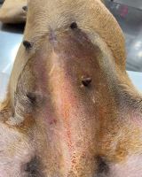 کلینیک تخصصی دامپزشکی دی