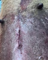 کلینیک تخصصی دامپزشکی دی