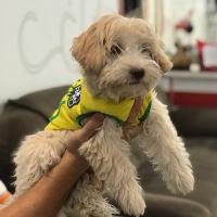 کلینیک تخصصی دامپزشکی دی