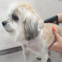 کلینیک تخصصی دامپزشکی دی