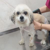 کلینیک تخصصی دامپزشکی دی