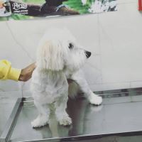 کلینیک تخصصی دامپزشکی دی