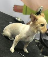 کلینیک تخصصی دامپزشکی دی