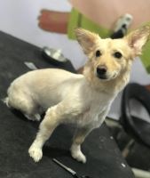 کلینیک تخصصی دامپزشکی دی