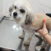 کلینیک تخصصی دامپزشکی دی