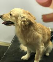 کلینیک تخصصی دامپزشکی دی