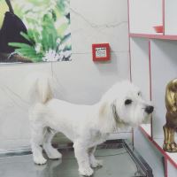 کلینیک تخصصی دامپزشکی دی