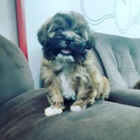 کلینیک تخصصی دامپزشکی دی