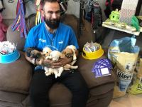 کلینیک تخصصی دامپزشکی دی