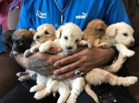 کلینیک تخصصی دامپزشکی دی