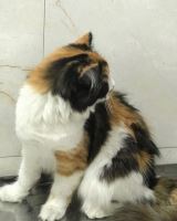 کلینیک تخصصی دامپزشکی دی