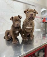 کلینیک تخصصی دامپزشکی دی