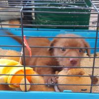 کلینیک تخصصی دامپزشکی دی