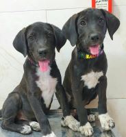 کلینیک تخصصی دامپزشکی دی