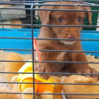 کلینیک تخصصی دامپزشکی دی