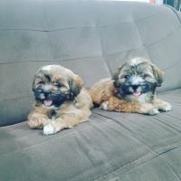 کلینیک تخصصی دامپزشکی دی