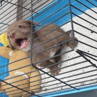 کلینیک تخصصی دامپزشکی دی