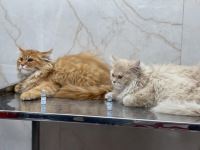 کلینیک تخصصی دامپزشکی دی