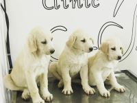 کلینیک تخصصی دامپزشکی دی