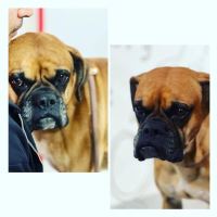 کلینیک تخصصی دامپزشکی دی