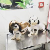 کلینیک تخصصی دامپزشکی دی