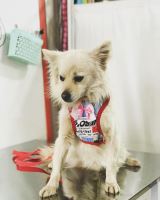 کلینیک تخصصی دامپزشکی دی