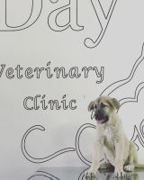 کلینیک تخصصی دامپزشکی دی