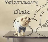 کلینیک تخصصی دامپزشکی دی