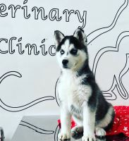 کلینیک تخصصی دامپزشکی دی