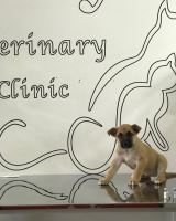 کلینیک تخصصی دامپزشکی دی