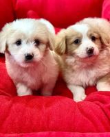 کلینیک تخصصی دامپزشکی دی