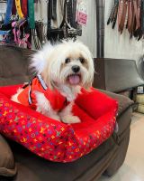 کلینیک تخصصی دامپزشکی دی