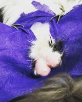 کلینیک تخصصی دامپزشکی دی