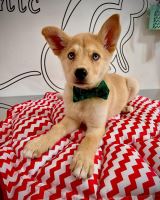 کلینیک تخصصی دامپزشکی دی