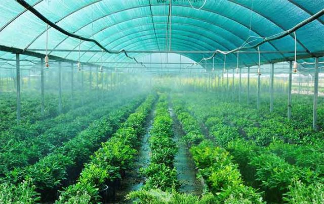 سایبان گلخانه ای