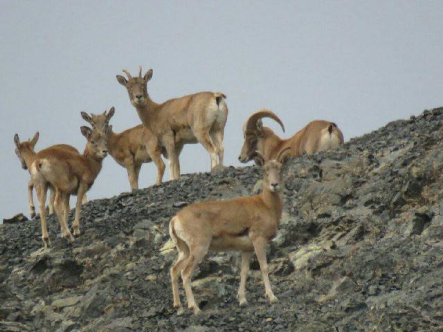 These areas are located in the east of Torbat Heydarieh and at altitudes of Zaweh. In these areas, animals live like rams, black ears, pheasants, wolves and eagles