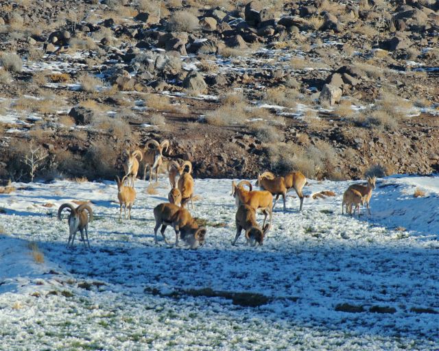 These areas are located in the east of Torbat Heydarieh and at altitudes of Zaweh. In these areas, animals live like rams, black ears, pheasants, wolves and eagles