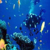 تفریحات آبی کیش