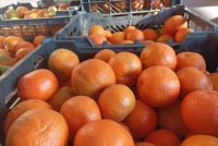 خرید پرتقال درجه یک