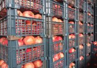 میدان میوه و تره بار در کرج