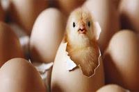 شرکت توسعه انتخاب سبز . خرید و فروش دی کلسیم فسفات ( مکمل غذای دام و طیور )