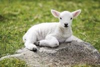 فروش دی کلسیم فسفات شرکت توسعه انتخاب سبز