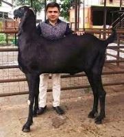 فروش دی کلسیم فسفات شرکت توسعه انتخاب سبز